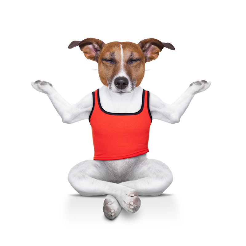 Login side Mindful-Dog træner