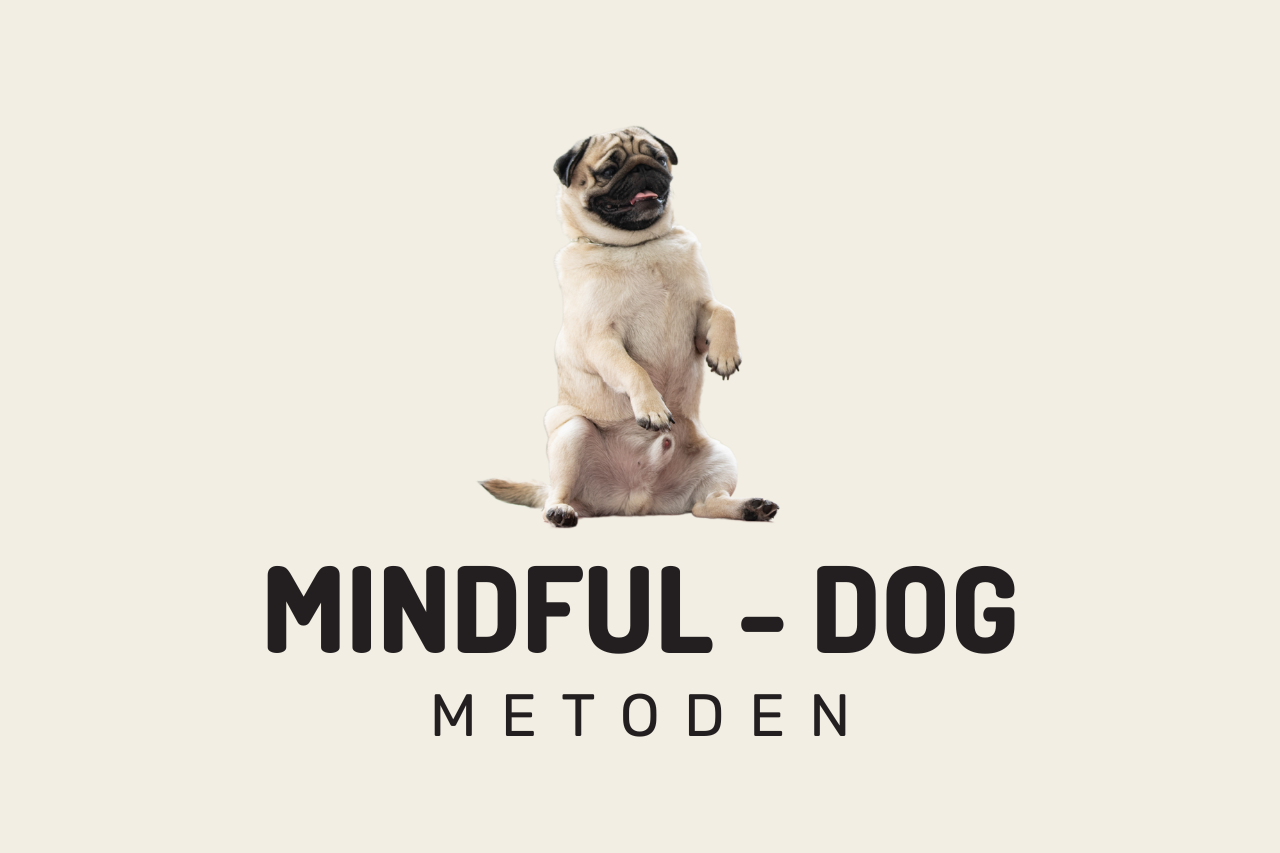 Mindful-Dog Workshop – Tåsinge d. 28 jan. kl. 09.30-13.30